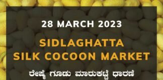 Sidlaghatta Silk Cocoon Market Price Rate ಶಿಡ್ಲಘಟ್ಟ ರೇಷ್ಮೆ ಗೂಡು ಮಾರುಕಟ್ಟೆ ಧಾರಣೆ