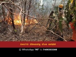 A fire broke out in the Government Nilgiri grove, causing significant damage to the forest area. Efforts must be made to prevent such accidents in the future and to protect our environment.