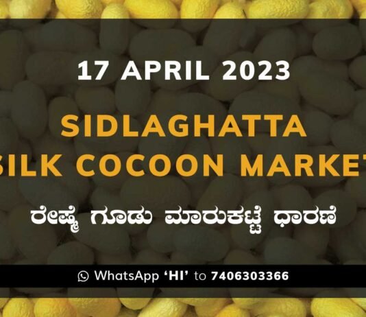 Sidlaghatta Silk Cocoon Market Price Rate ಶಿಡ್ಲಘಟ್ಟ ರೇಷ್ಮೆ ಗೂಡು ಮಾರುಕಟ್ಟೆ ಧಾರಣೆ