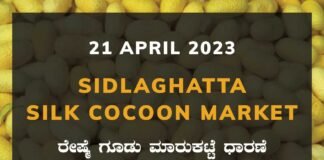 Sidlaghatta Silk Cocoon Market Price Rate ಶಿಡ್ಲಘಟ್ಟ ರೇಷ್ಮೆ ಗೂಡು ಮಾರುಕಟ್ಟೆ ಧಾರಣೆ