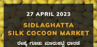 Sidlaghatta Silk Cocoon Market Price Rate ಶಿಡ್ಲಘಟ್ಟ ರೇಷ್ಮೆ ಗೂಡು ಮಾರುಕಟ್ಟೆ ಧಾರಣೆ