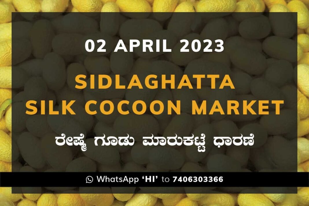 Sidlaghatta Silk Cocoon Market Price Rate ಶಿಡ್ಲಘಟ್ಟ ರೇಷ್ಮೆ ಗೂಡು ಮಾರುಕಟ್ಟೆ ಧಾರಣೆ