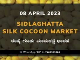 Sidlaghatta Silk Cocoon Market Price Rate ಶಿಡ್ಲಘಟ್ಟ ರೇಷ್ಮೆ ಗೂಡು ಮಾರುಕಟ್ಟೆ ಧಾರಣೆ