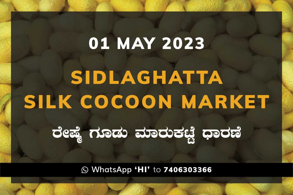 01MAY23Ka2a Sidlaghatta Silk Cocoon Market Price Rate ಶಿಡ್ಲಘಟ್ಟ ರೇಷ್ಮೆ ಗೂಡು ಮಾರುಕಟ್ಟೆ ಧಾರಣೆ