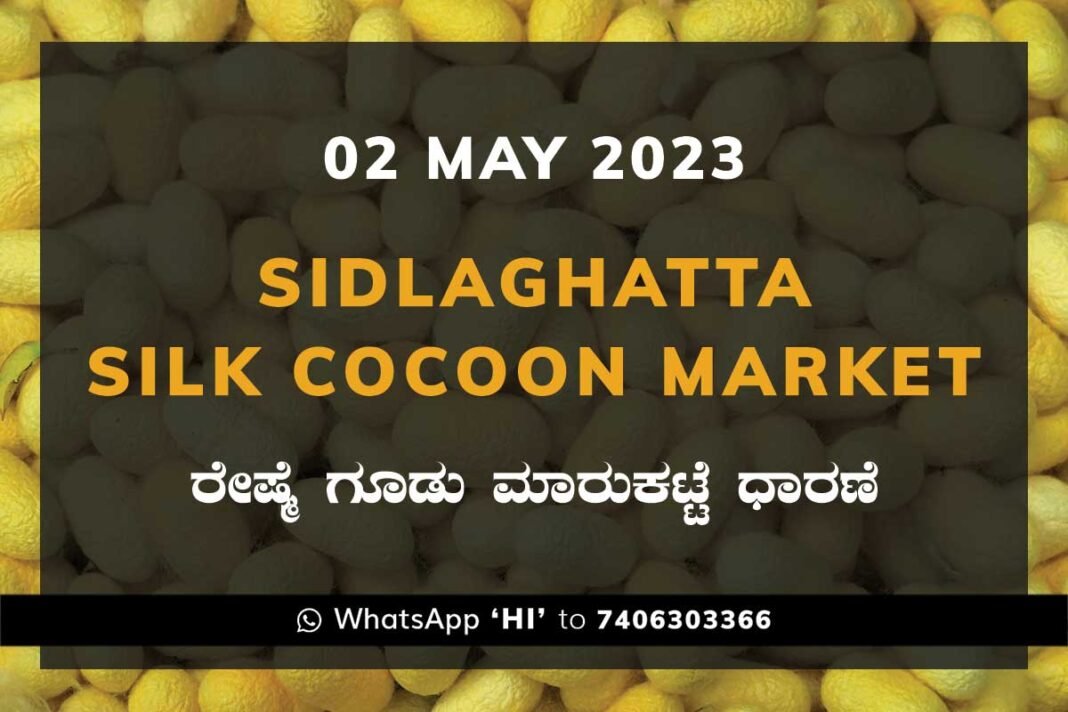 Sidlaghatta Silk Cocoon Market Price Rate ಶಿಡ್ಲಘಟ್ಟ ರೇಷ್ಮೆ ಗೂಡು ಮಾರುಕಟ್ಟೆ ಧಾರಣೆ