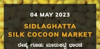 Sidlaghatta Silk Cocoon Market Price Rate ಶಿಡ್ಲಘಟ್ಟ ರೇಷ್ಮೆ ಗೂಡು ಮಾರುಕಟ್ಟೆ ಧಾರಣೆ