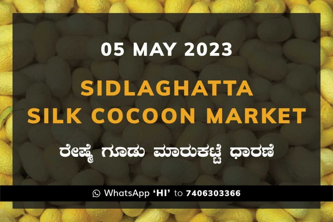 05MAY23Ka2i Sidlaghatta Silk Cocoon Market Price Rate ಶಿಡ್ಲಘಟ್ಟ ರೇಷ್ಮೆ ಗೂಡು ಮಾರುಕಟ್ಟೆ ಧಾರಣೆ