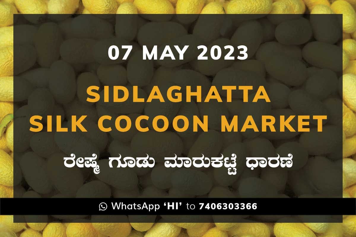 Sidlaghatta Silk Cocoon Market Price Rate ಶಿಡ್ಲಘಟ್ಟ ರೇಷ್ಮೆ ಗೂಡು ಮಾರುಕಟ್ಟೆ ಧಾರಣೆ