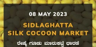 Sidlaghatta Silk Cocoon Market Price Rate ಶಿಡ್ಲಘಟ್ಟ ರೇಷ್ಮೆ ಗೂಡು ಮಾರುಕಟ್ಟೆ ಧಾರಣೆ