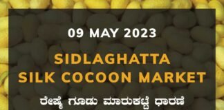 Sidlaghatta Silk Cocoon Market Price Rate ಶಿಡ್ಲಘಟ್ಟ ರೇಷ್ಮೆ ಗೂಡು ಮಾರುಕಟ್ಟೆ ಧಾರಣೆ