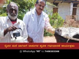Sidlaghatta Cattle Insemination Program