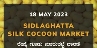 Sidlaghatta Silk Cocoon Market Price Rate ಶಿಡ್ಲಘಟ್ಟ ರೇಷ್ಮೆ ಗೂಡು ಮಾರುಕಟ್ಟೆ ಧಾರಣೆ