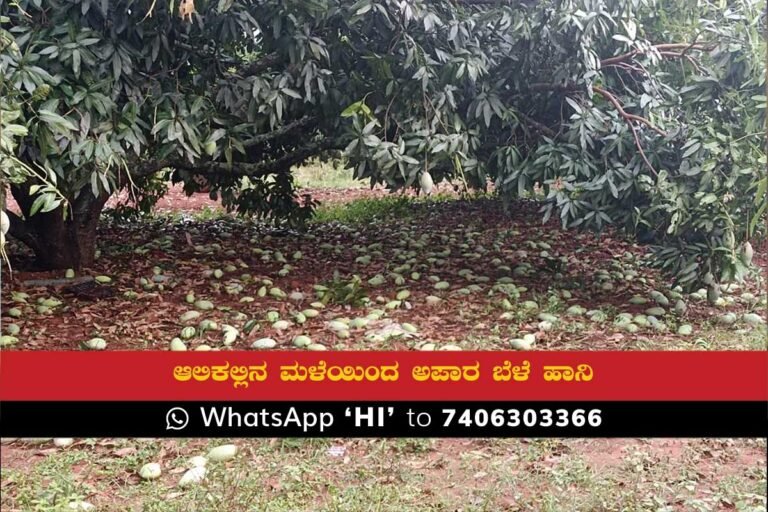 Sidlaghatta Rain Hailstorm croploss