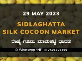 Sidlaghatta Silk Cocoon Market Price Rate ಶಿಡ್ಲಘಟ್ಟ ರೇಷ್ಮೆ ಗೂಡು ಮಾರುಕಟ್ಟೆ ಧಾರಣೆ