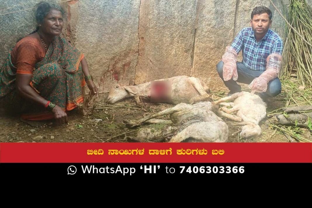 Street dogs Bite Sheep
