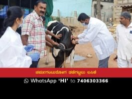 Cattle Lumpy Skin Disease Vaccination