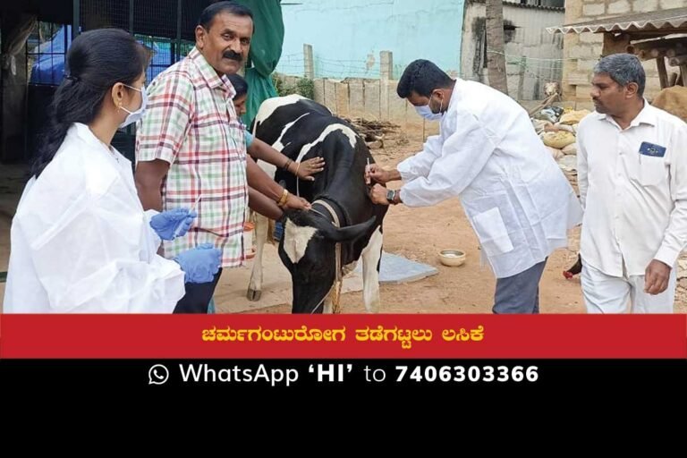 Cattle Lumpy Skin Disease Vaccination