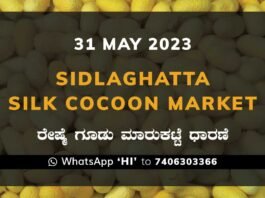 Sidlaghatta Silk Cocoon Market Price Rate ಶಿಡ್ಲಘಟ್ಟ ರೇಷ್ಮೆ ಗೂಡು ಮಾರುಕಟ್ಟೆ ಧಾರಣೆ