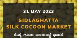 Sidlaghatta Silk Cocoon Market Price Rate ಶಿಡ್ಲಘಟ್ಟ ರೇಷ್ಮೆ ಗೂಡು ಮಾರುಕಟ್ಟೆ ಧಾರಣೆ