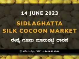 Sidlaghatta Silk Cocoon Market Price Rate ಶಿಡ್ಲಘಟ್ಟ ರೇಷ್ಮೆ ಗೂಡು ಮಾರುಕಟ್ಟೆ ಧಾರಣೆ