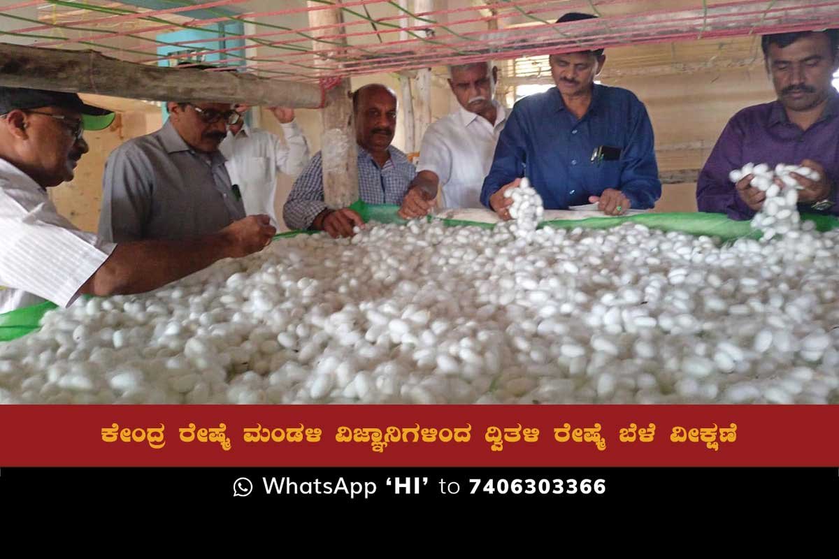 26JunSd02b BiVoltine Silk Cocoon Farming Information