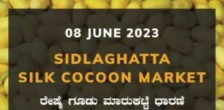 Sidlaghatta Silk Cocoon Market Price Rate ಶಿಡ್ಲಘಟ್ಟ ರೇಷ್ಮೆ ಗೂಡು ಮಾರುಕಟ್ಟೆ ಧಾರಣೆ