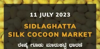 Sidlaghatta Silk Cocoon Market Price Rate ಶಿಡ್ಲಘಟ್ಟ ರೇಷ್ಮೆ ಗೂಡು ಮಾರುಕಟ್ಟೆ ಧಾರಣೆ