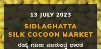 Sidlaghatta Silk Cocoon Market Price Rate ಶಿಡ್ಲಘಟ್ಟ ರೇಷ್ಮೆ ಗೂಡು ಮಾರುಕಟ್ಟೆ ಧಾರಣೆ