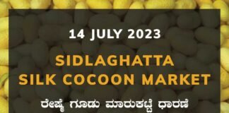 Sidlaghatta Silk Cocoon Market Price Rate ಶಿಡ್ಲಘಟ್ಟ ರೇಷ್ಮೆ ಗೂಡು ಮಾರುಕಟ್ಟೆ ಧಾರಣೆ