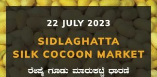 Sidlaghatta Silk Cocoon Market Price Rate ಶಿಡ್ಲಘಟ್ಟ ರೇಷ್ಮೆ ಗೂಡು ಮಾರುಕಟ್ಟೆ ಧಾರಣೆ