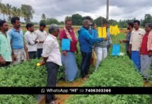 Agriculture Scientists explain Sticky Traps Flowering Plants