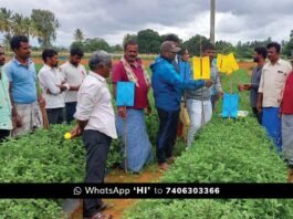 Agriculture Scientists explain Sticky Traps Flowering Plants