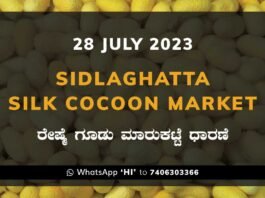Sidlaghatta Silk Cocoon Market Price Rate ಶಿಡ್ಲಘಟ್ಟ ರೇಷ್ಮೆ ಗೂಡು ಮಾರುಕಟ್ಟೆ ಧಾರಣೆ