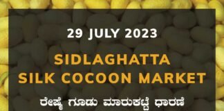 Sidlaghatta Silk Cocoon Market Price Rate ಶಿಡ್ಲಘಟ್ಟ ರೇಷ್ಮೆ ಗೂಡು ಮಾರುಕಟ್ಟೆ ಧಾರಣೆ