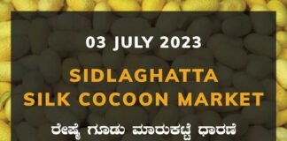 Sidlaghatta Silk Cocoon Market Price Rate ಶಿಡ್ಲಘಟ್ಟ ರೇಷ್ಮೆ ಗೂಡು ಮಾರುಕಟ್ಟೆ ಧಾರಣೆ