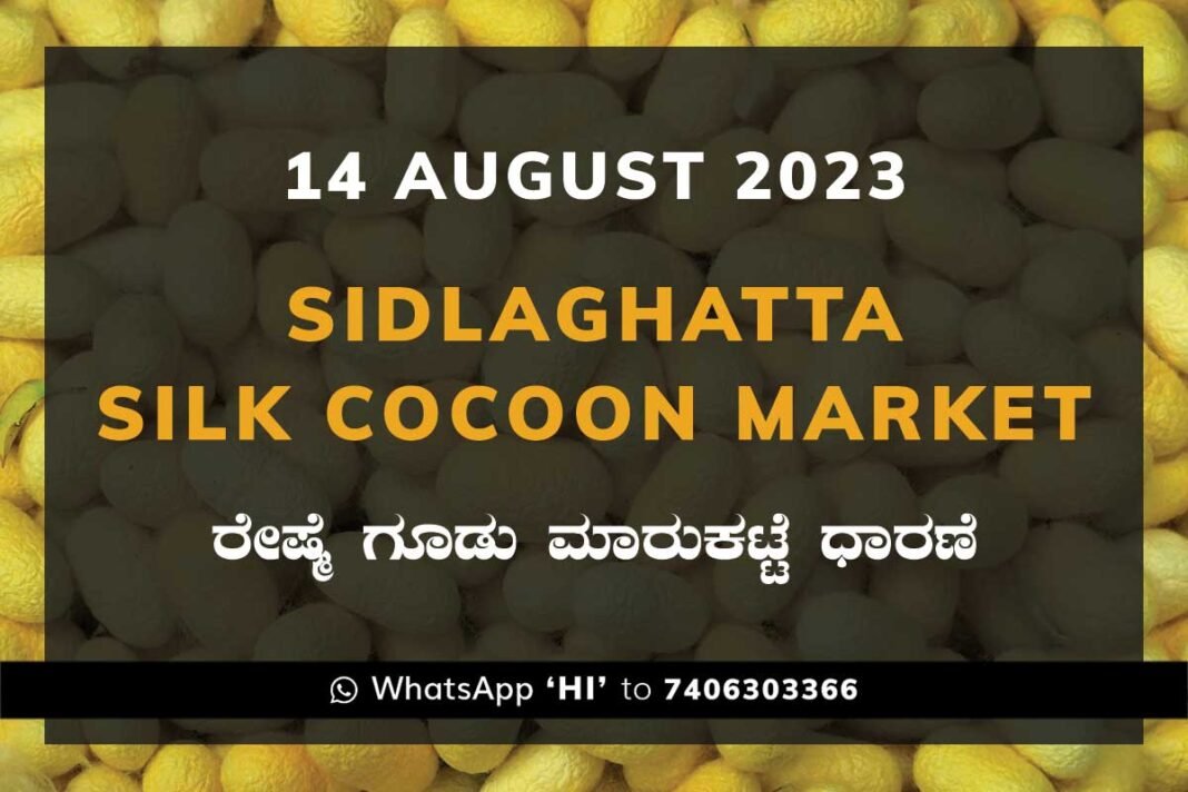 14AugKa02a Sidlaghatta Silk Cocoon Market Price Rate ಶಿಡ್ಲಘಟ್ಟ ರೇಷ್ಮೆ ಗೂಡು ಮಾರುಕಟ್ಟೆ ಧಾರಣೆ