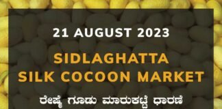 Sidlaghatta Silk Cocoon Market Price Rate ಶಿಡ್ಲಘಟ್ಟ ರೇಷ್ಮೆ ಗೂಡು ಮಾರುಕಟ್ಟೆ ಧಾರಣೆ