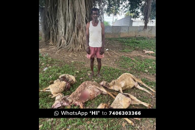Sidlaghatta Melur Dogs kill Sheep