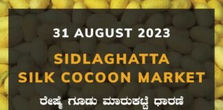 Sidlaghatta Silk Cocoon Market Price Rate ಶಿಡ್ಲಘಟ್ಟ ರೇಷ್ಮೆ ಗೂಡು ಮಾರುಕಟ್ಟೆ ಧಾರಣೆ
