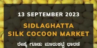 Sidlaghatta Silk Cocoon Market Price Rate ಶಿಡ್ಲಘಟ್ಟ ರೇಷ್ಮೆ ಗೂಡು ಮಾರುಕಟ್ಟೆ ಧಾರಣೆ