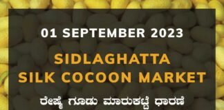 Sidlaghatta Silk Cocoon Market Price Rate ಶಿಡ್ಲಘಟ್ಟ ರೇಷ್ಮೆ ಗೂಡು ಮಾರುಕಟ್ಟೆ ಧಾರಣೆ
