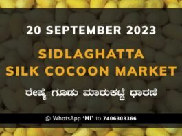 Sidlaghatta Silk Cocoon Market Price Rate ಶಿಡ್ಲಘಟ್ಟ ರೇಷ್ಮೆ ಗೂಡು ಮಾರುಕಟ್ಟೆ ಧಾರಣೆ