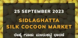 Sidlaghatta Silk Cocoon Market Price Rate ಶಿಡ್ಲಘಟ್ಟ ರೇಷ್ಮೆ ಗೂಡು ಮಾರುಕಟ್ಟೆ ಧಾರಣೆ