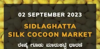 Sidlaghatta Silk Cocoon Market Price Rate ಶಿಡ್ಲಘಟ್ಟ ರೇಷ್ಮೆ ಗೂಡು ಮಾರುಕಟ್ಟೆ ಧಾರಣೆ