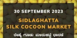 Sidlaghatta Silk Cocoon Market Price Rate ಶಿಡ್ಲಘಟ್ಟ ರೇಷ್ಮೆ ಗೂಡು ಮಾರುಕಟ್ಟೆ ಧಾರಣೆ