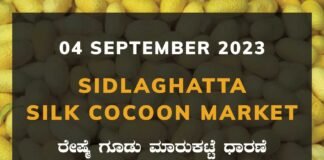 Sidlaghatta Silk Cocoon Market Price Rate ಶಿಡ್ಲಘಟ್ಟ ರೇಷ್ಮೆ ಗೂಡು ಮಾರುಕಟ್ಟೆ ಧಾರಣೆ
