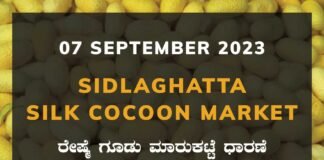 Sidlaghatta Silk Cocoon Market Price Rate ಶಿಡ್ಲಘಟ್ಟ ರೇಷ್ಮೆ ಗೂಡು ಮಾರುಕಟ್ಟೆ ಧಾರಣೆ