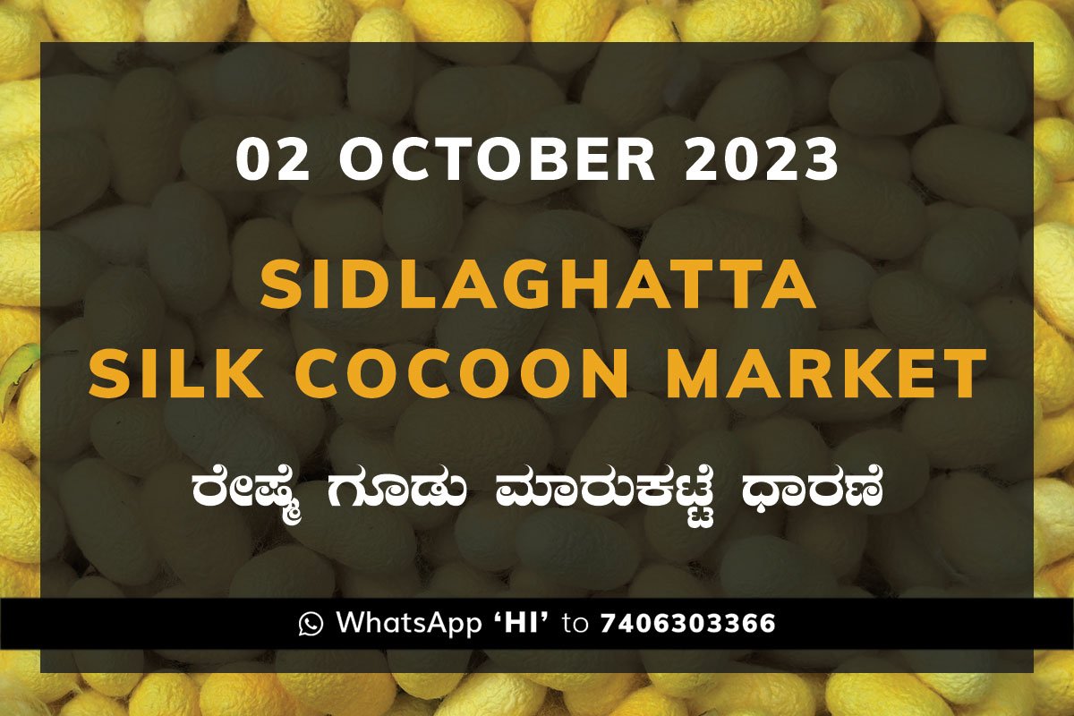 02OctKa02g Sidlaghatta Silk Cocoon Market Price Rate ಶಿಡ್ಲಘಟ್ಟ ರೇಷ್ಮೆ ಗೂಡು ಮಾರುಕಟ್ಟೆ ಧಾರಣೆ