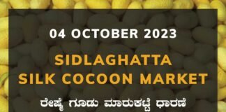 Sidlaghatta Silk Cocoon Market Price Rate ಶಿಡ್ಲಘಟ್ಟ ರೇಷ್ಮೆ ಗೂಡು ಮಾರುಕಟ್ಟೆ ಧಾರಣೆ