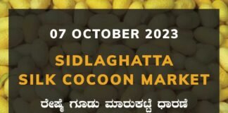 Sidlaghatta Silk Cocoon Market Price Rate ಶಿಡ್ಲಘಟ್ಟ ರೇಷ್ಮೆ ಗೂಡು ಮಾರುಕಟ್ಟೆ ಧಾರಣೆ